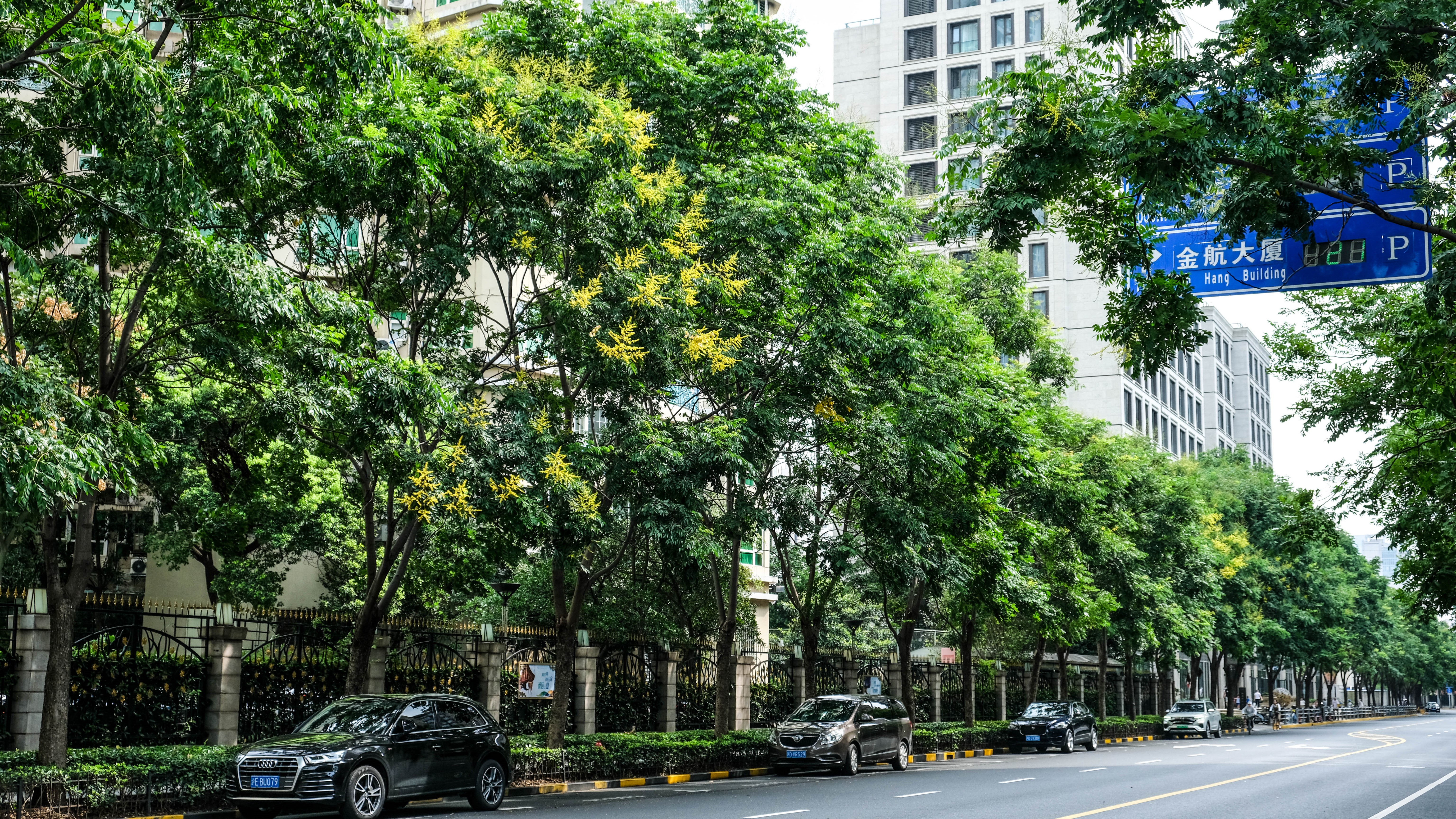 新闸路-栾树.jpg