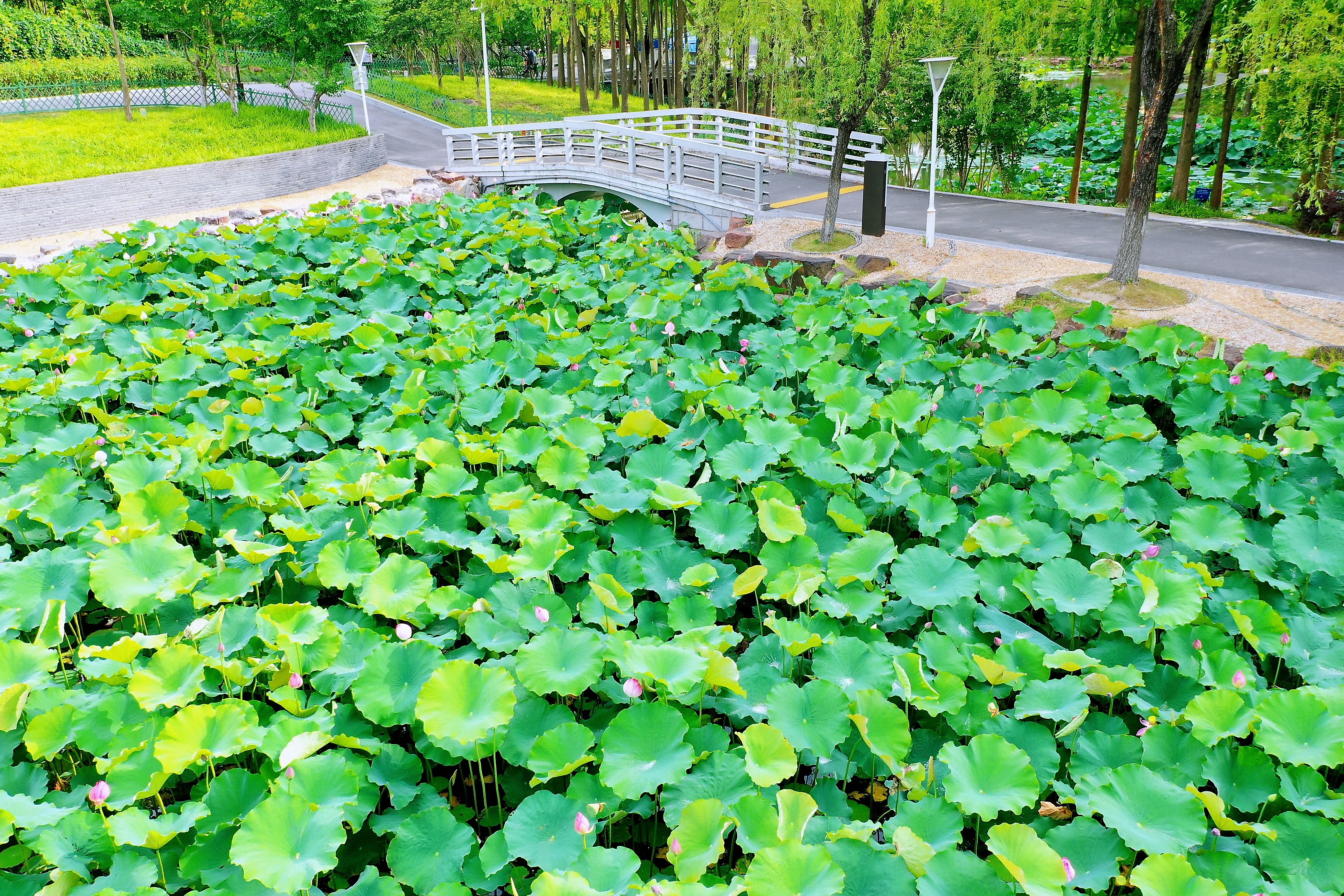 中景1.jpg