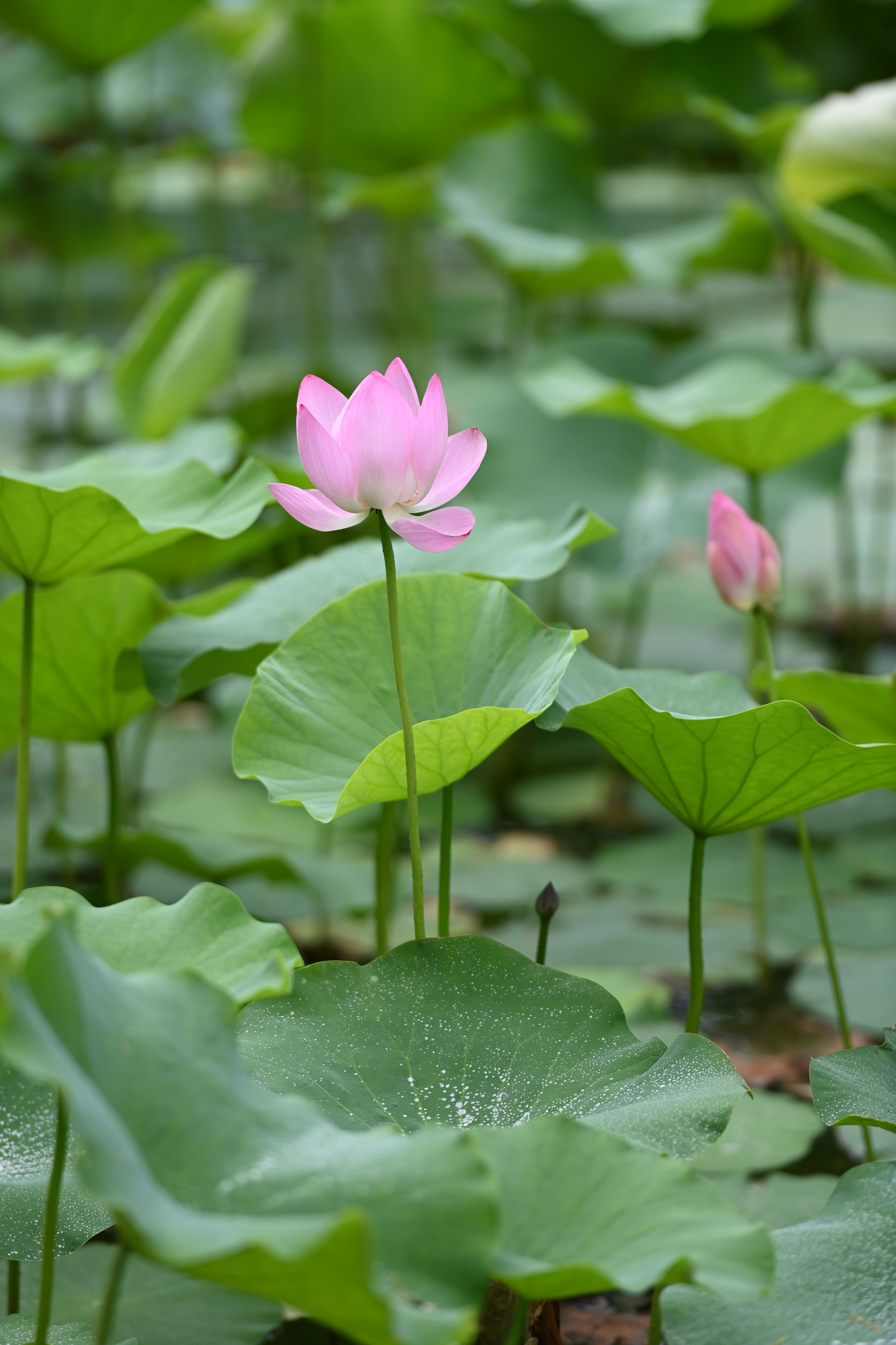 荷花1.jpg