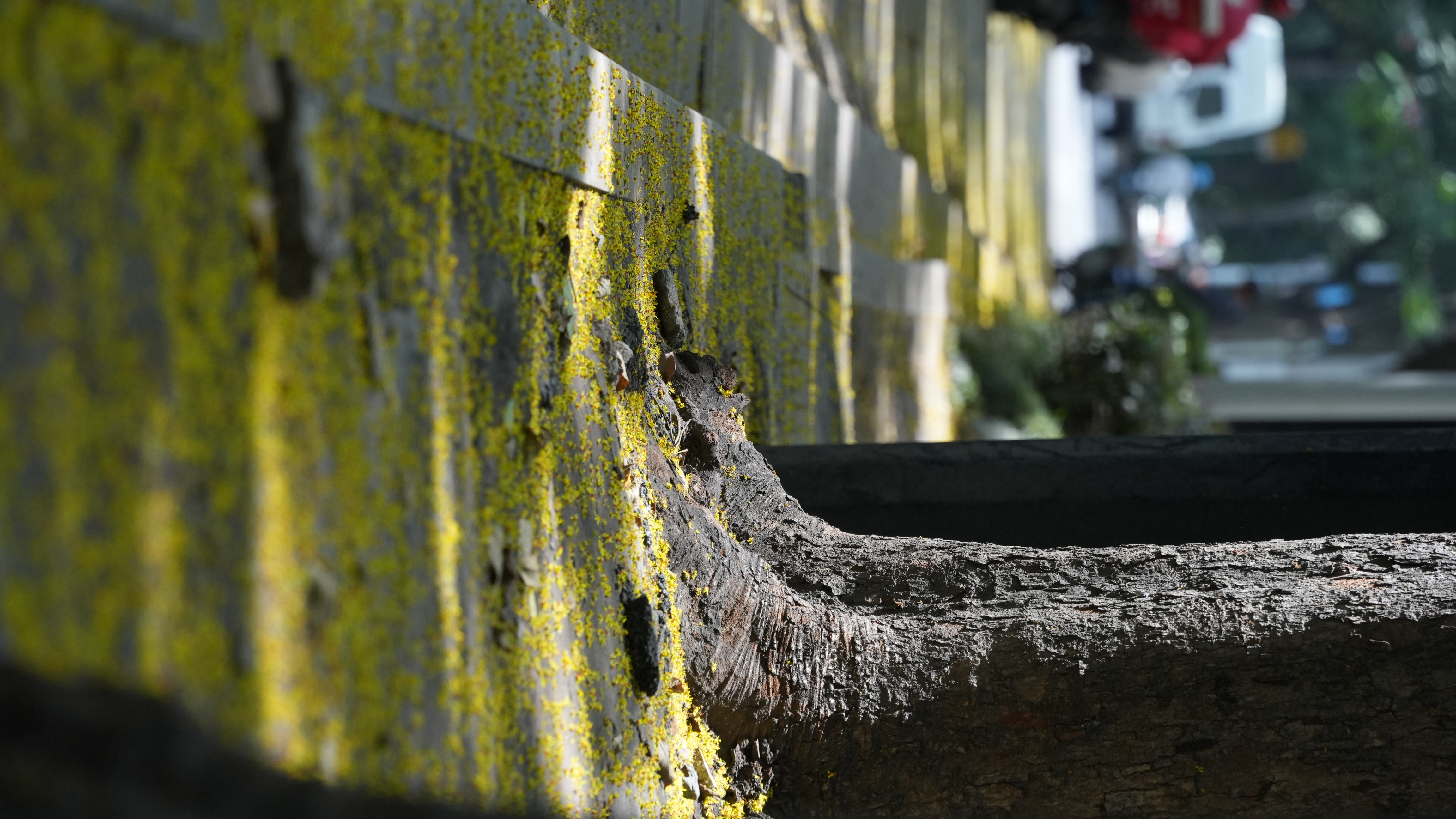 DSC08109.JPG