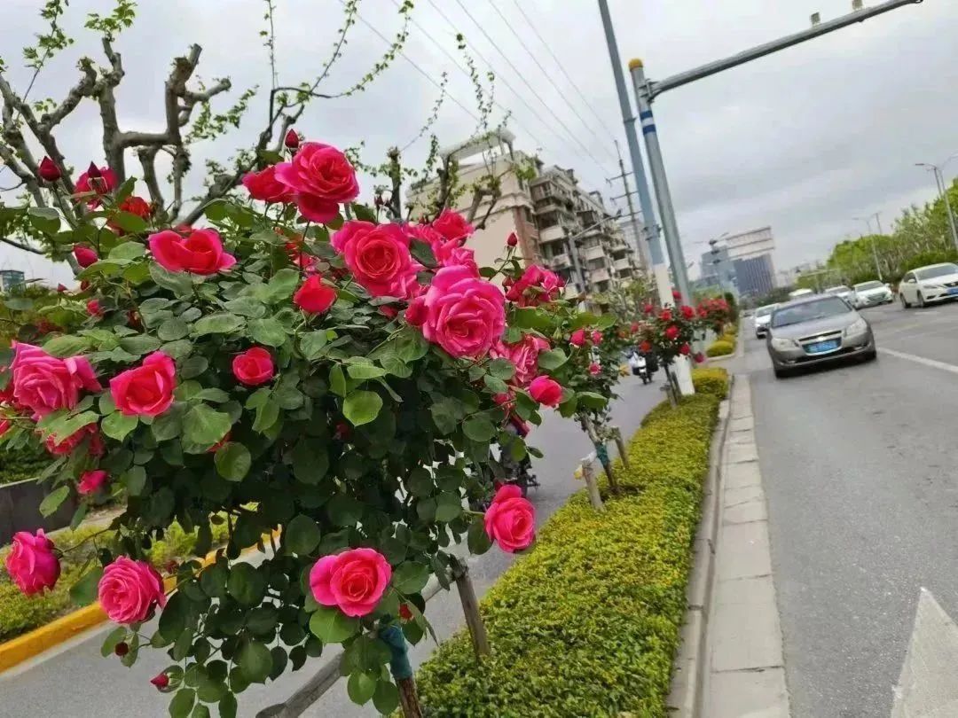 正文图片