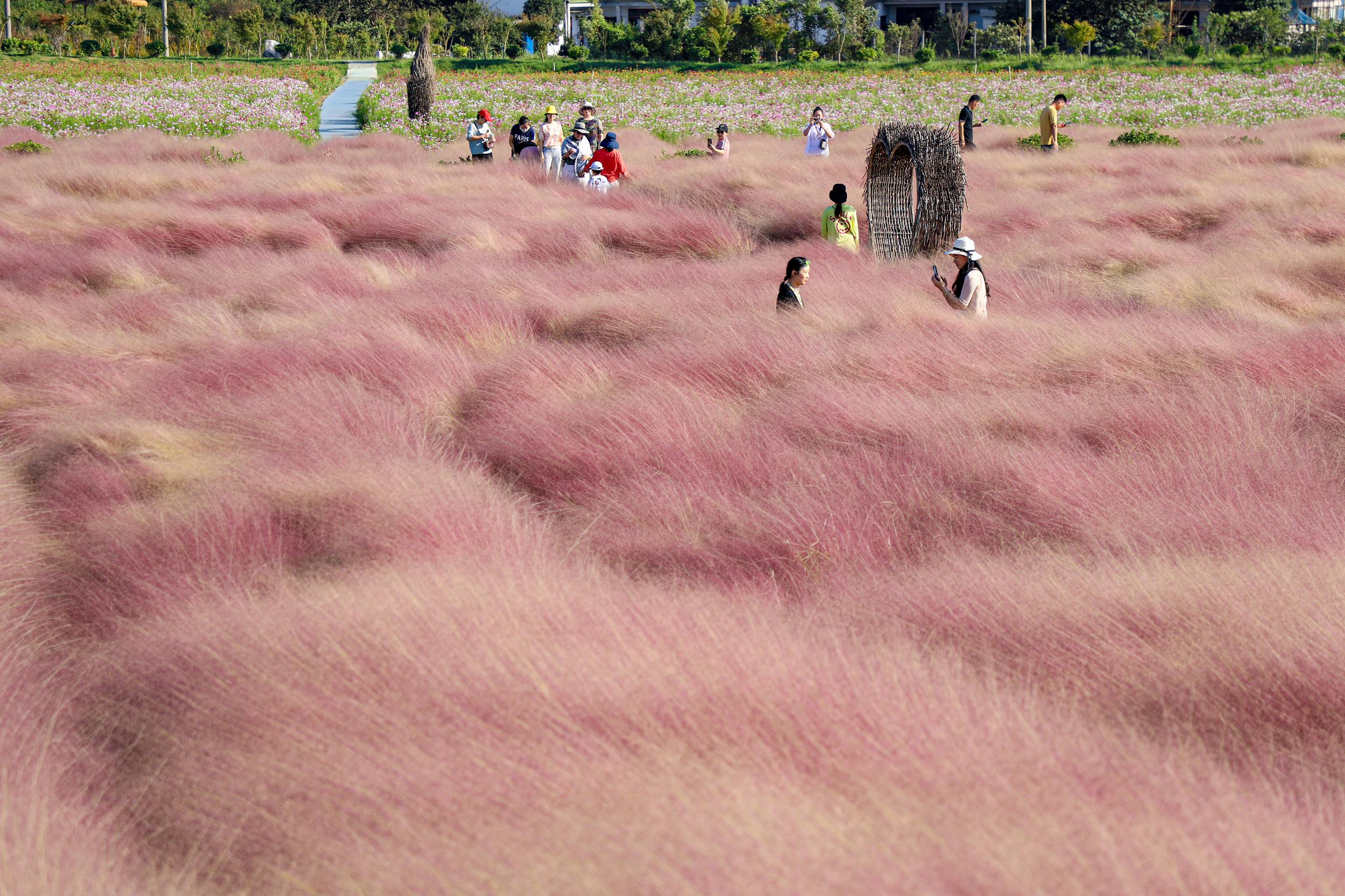 IMG_8003粉黛花海.JPG