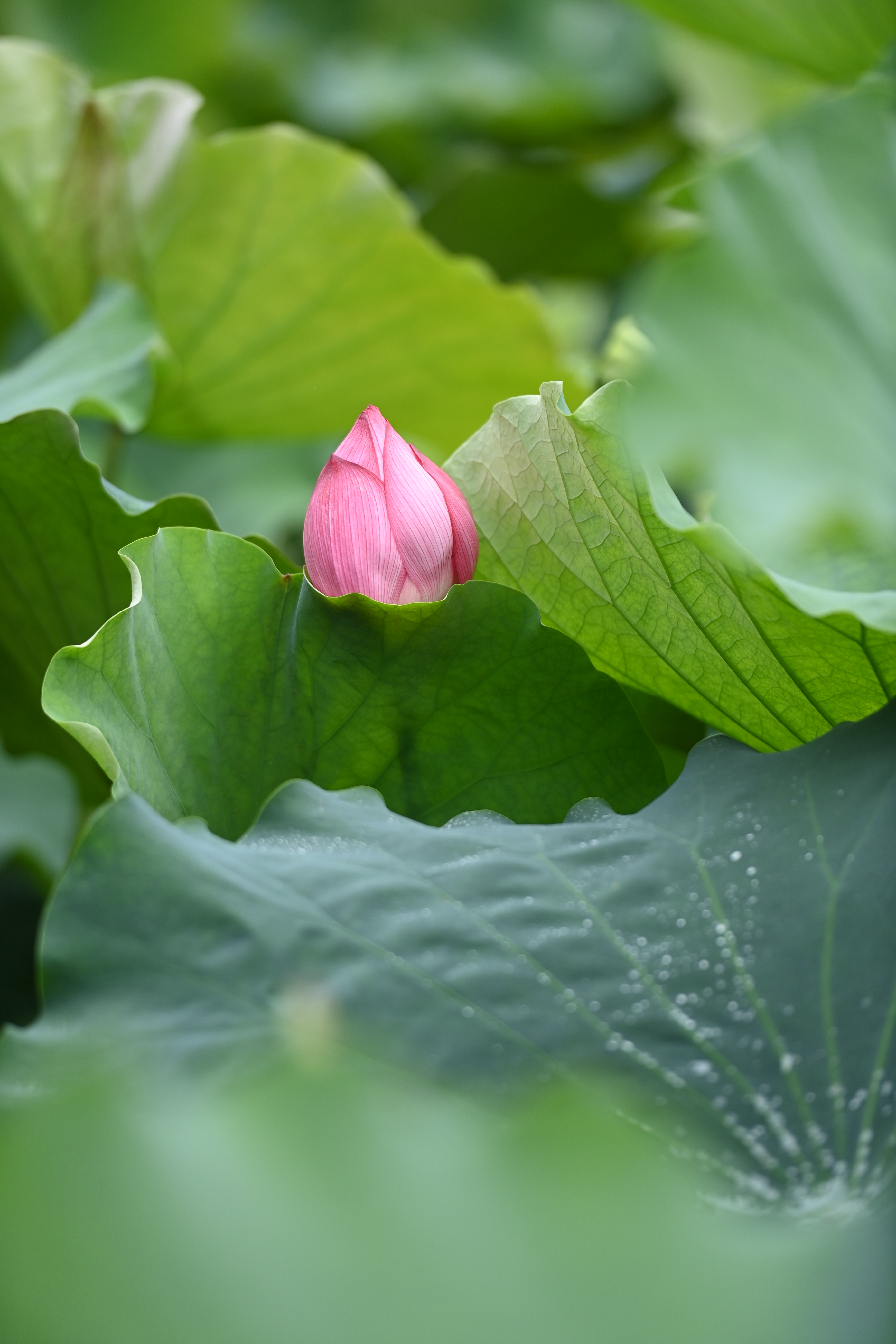 荷花花苞1.jpg