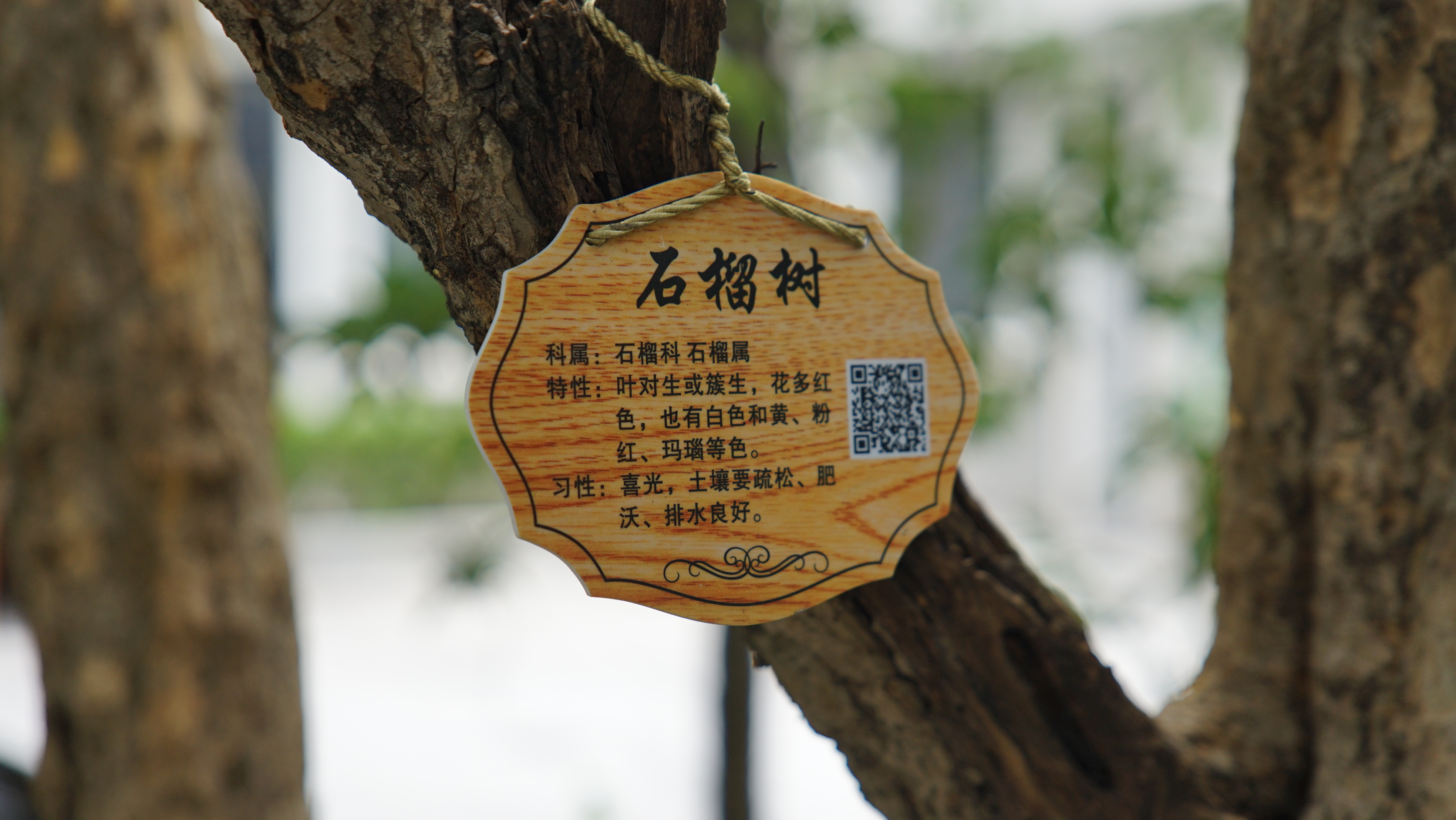 DSC05232.JPG