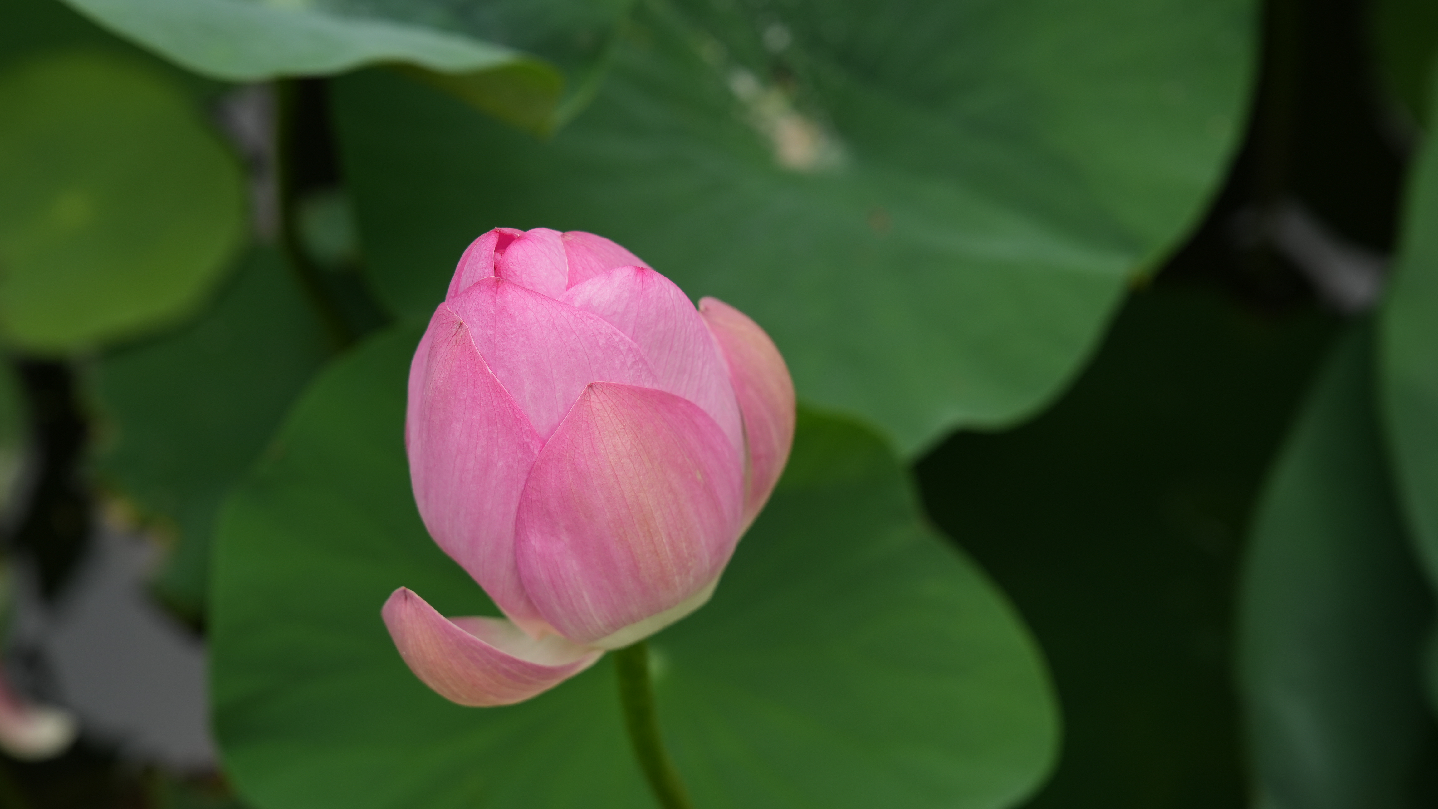 胡5.jpg