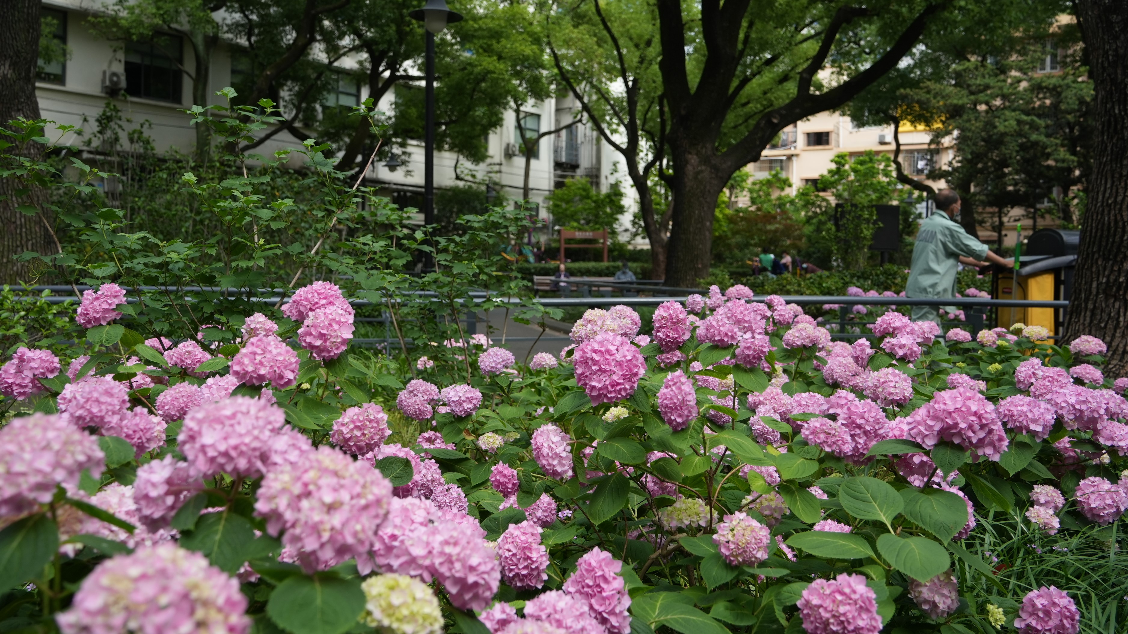 一蒂千花白玉团西康公园绣球花开繁似锦