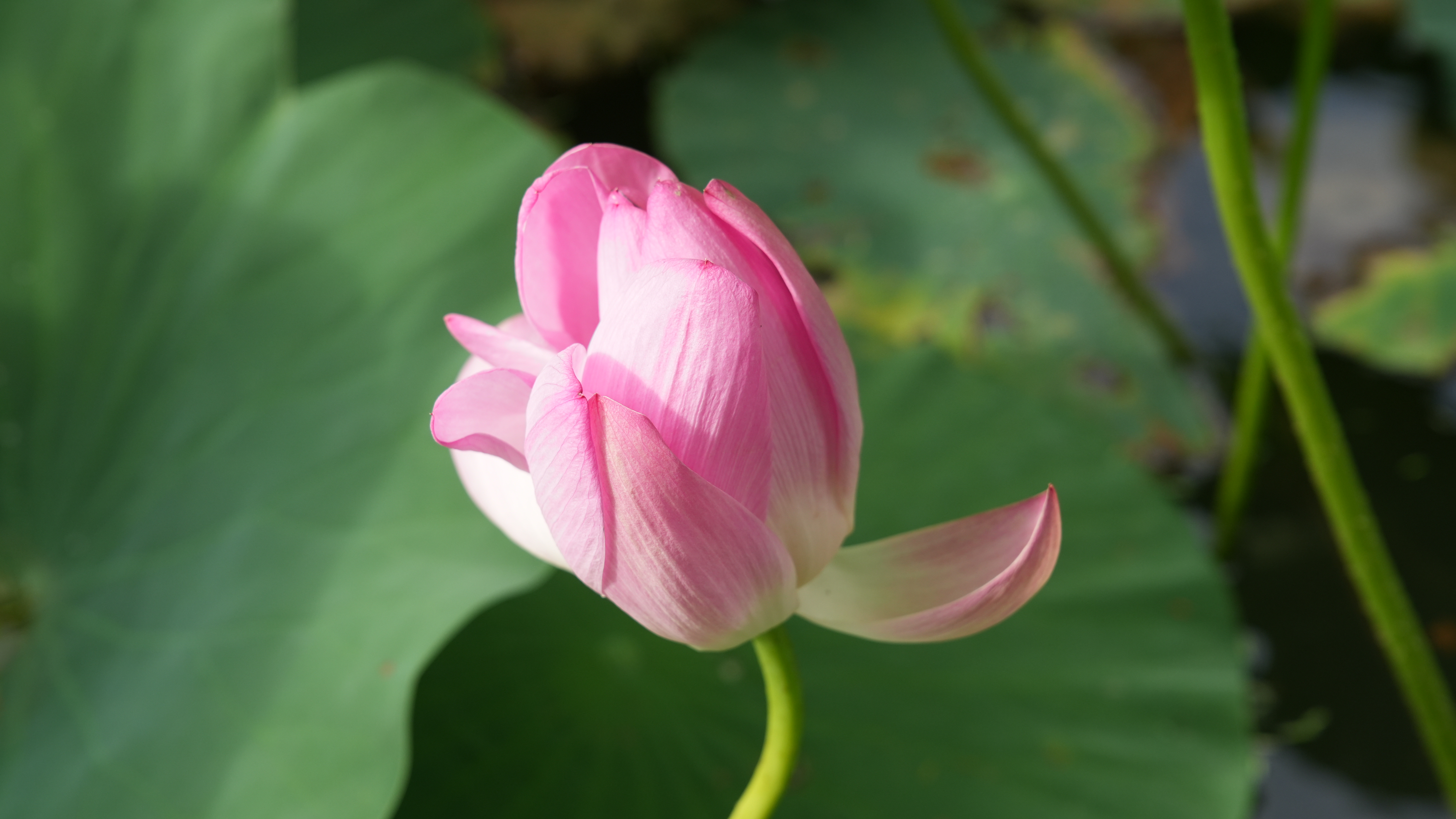 胡8.jpg
