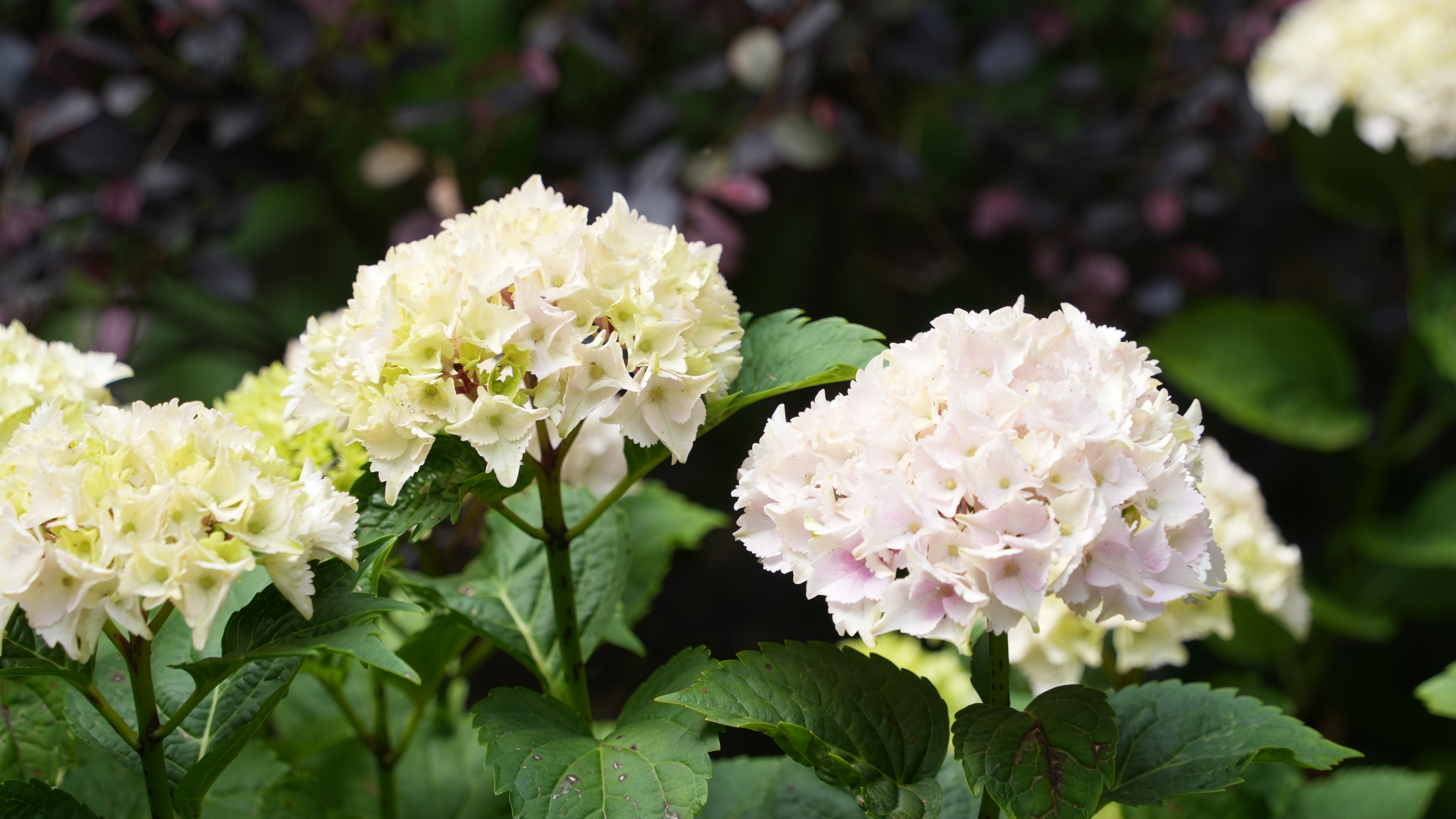一蒂千花白玉团西康公园绣球花开繁似锦